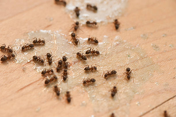 Best Wasp Removal Services  in South Coatesville, PA
